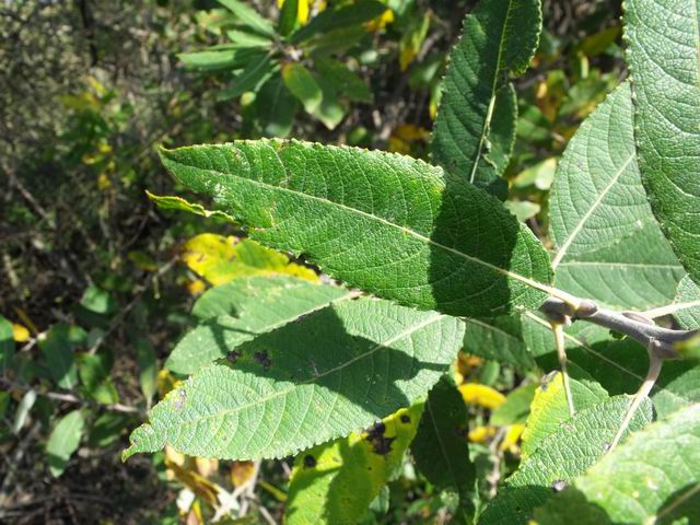 Salice? - Salix cfr. pedicellata